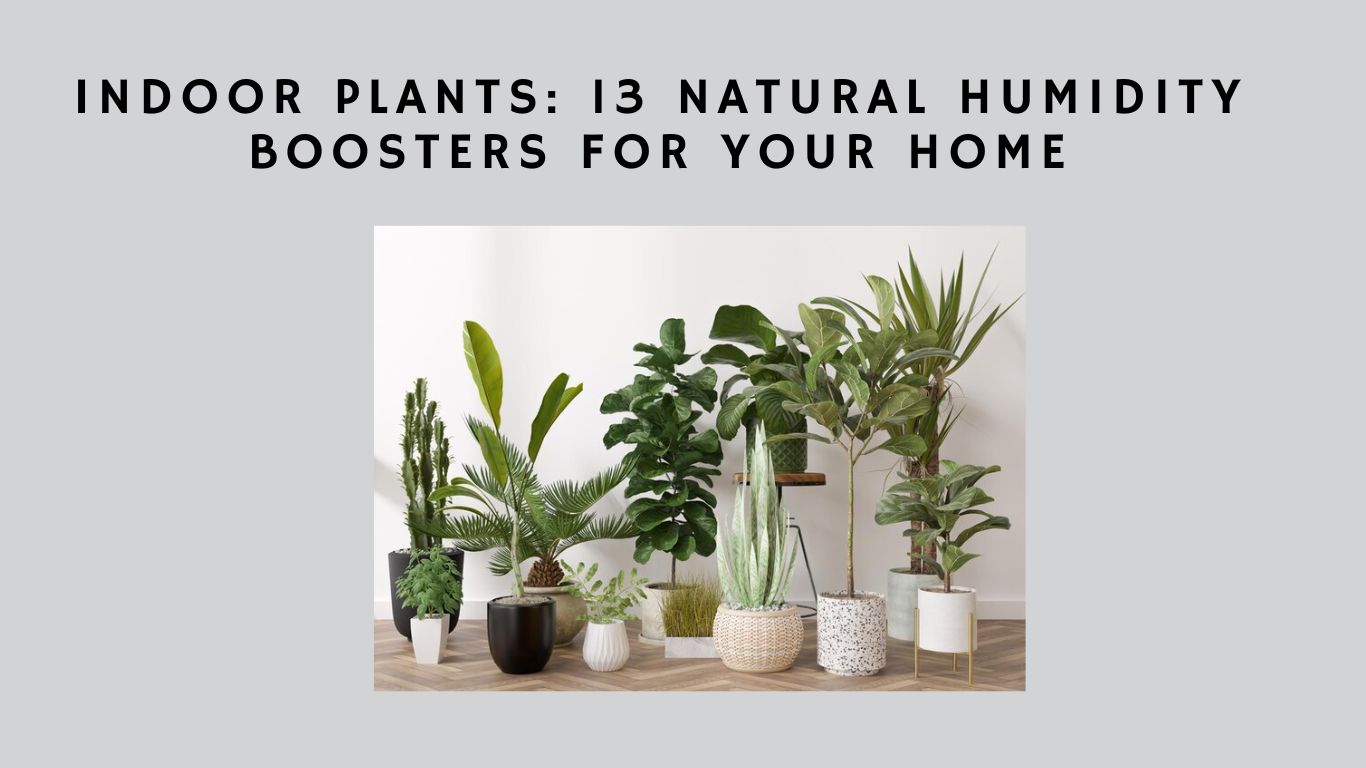 Indoor Plants Ideas for Natural Humidity