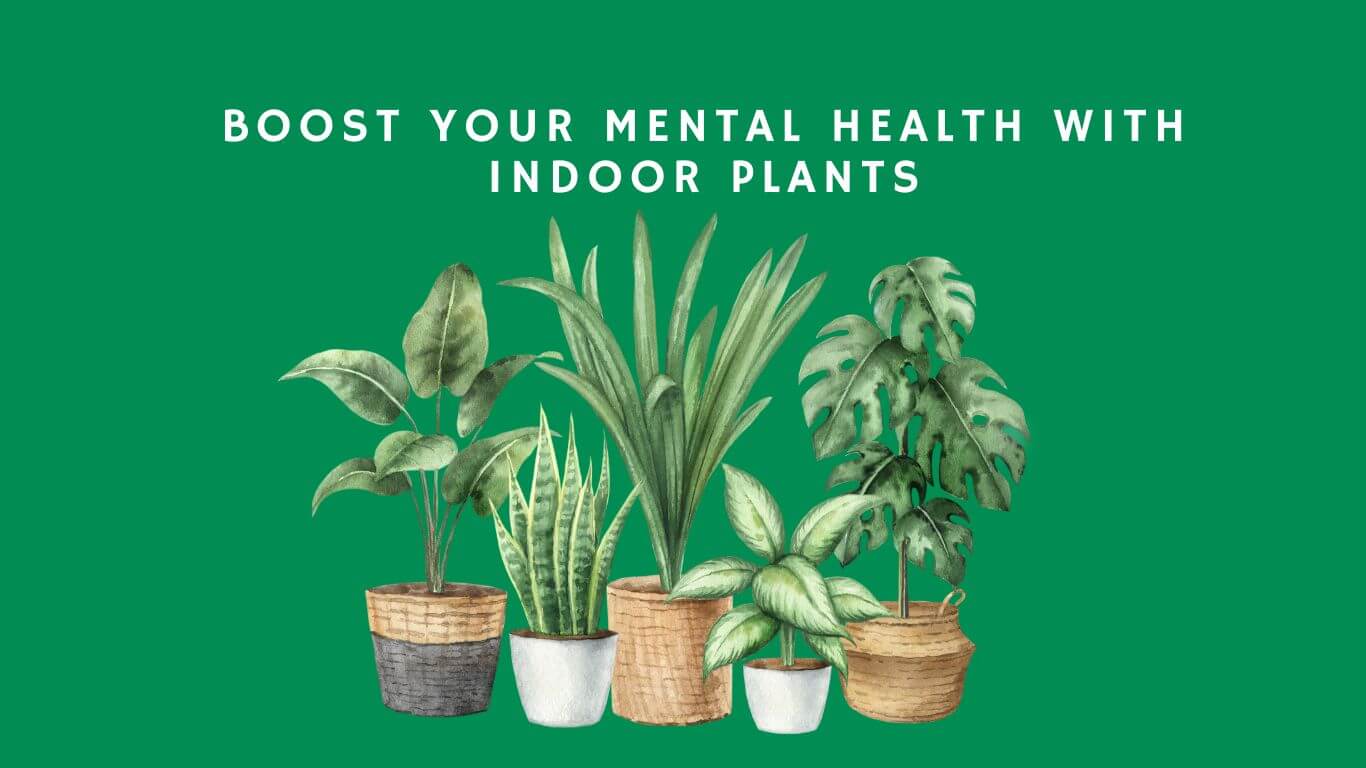 Enhance Mental Health with Indoor Plants.