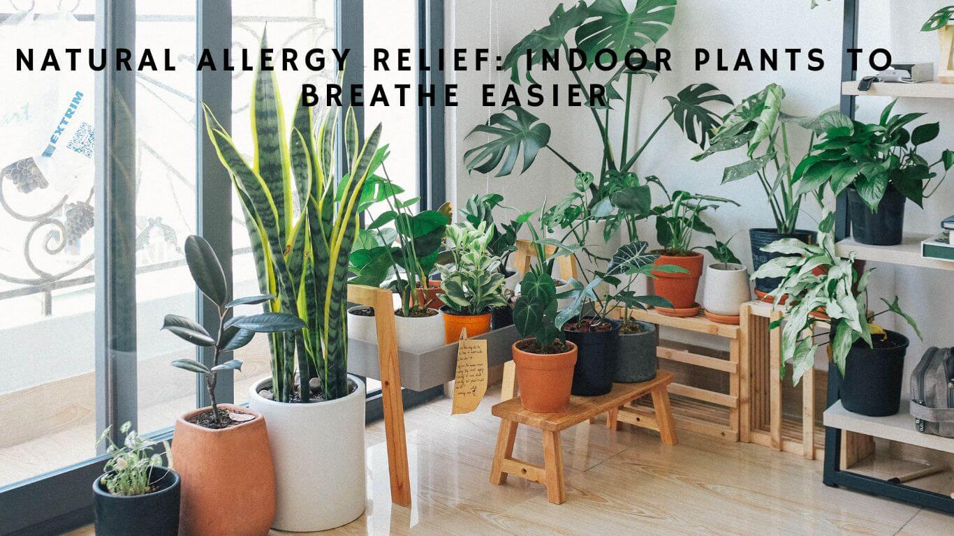 Natural Plants That Help with Allergies