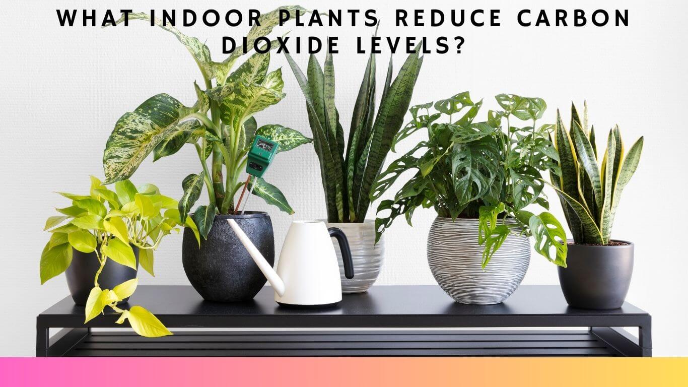 Indoor Plants That Lower Carbon Dioxide Levels.