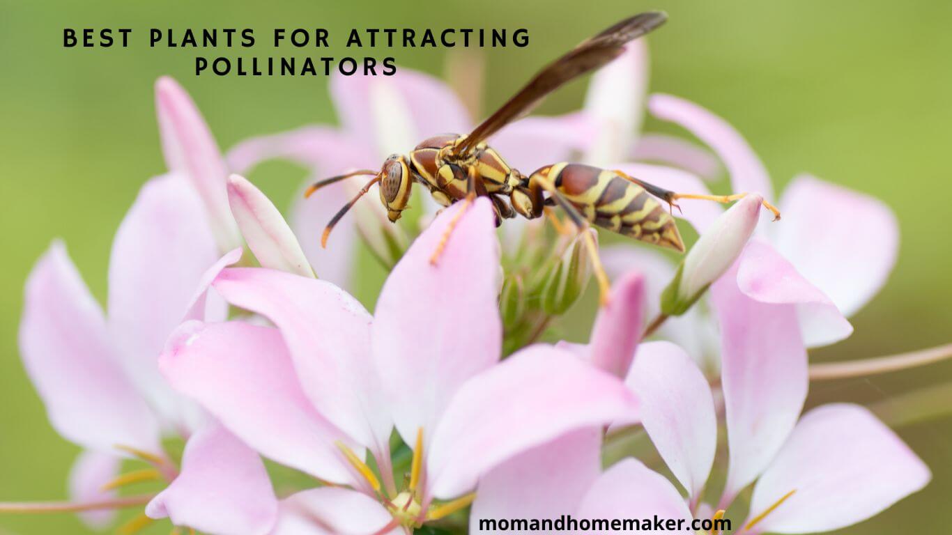 Best Plants for Attracting Pollinators