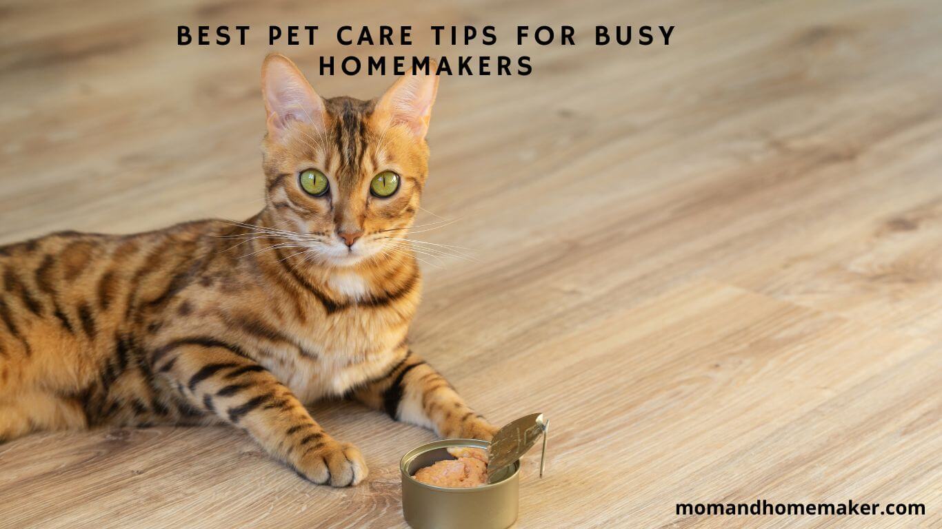 Pet Care Tips for