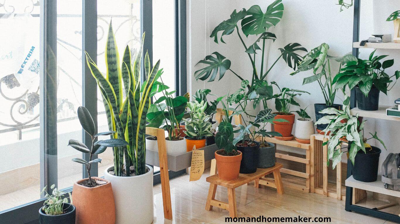 Indoor Plants that Eliminate Noise Pollution